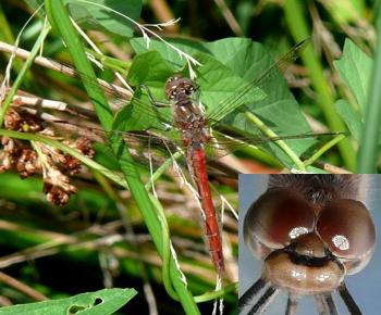 Sympetrum vulgatum Gemeine Heidelibelle red female
