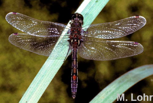 Male