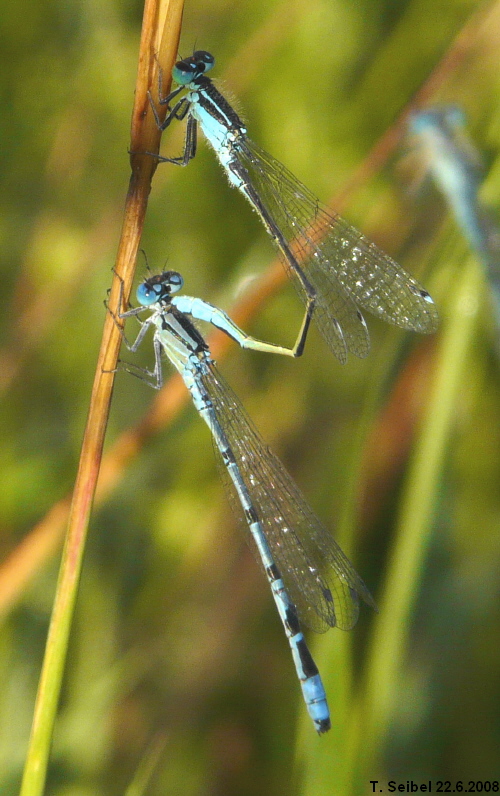 Ischnura elegans Mnnchen greift Enallagma cyathigerum Mnnchen