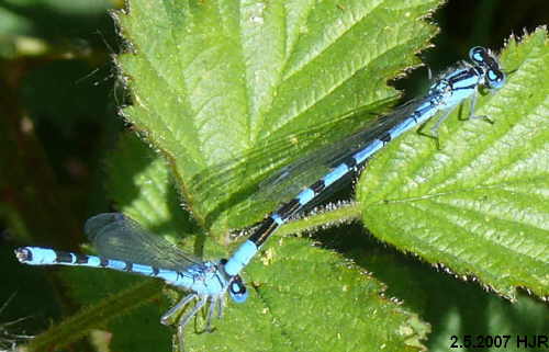 Ellanagma cyathigerum, Mnnchen greift Mnnchen