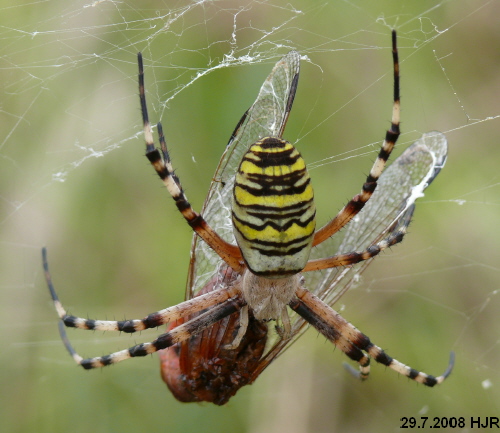 Wespenspinne frit Feuerlibelle