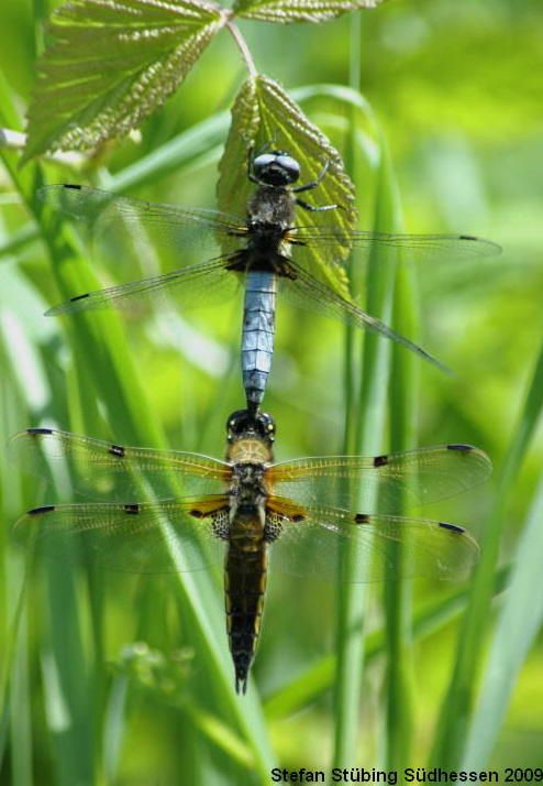 Libellula fulva Mnnchen mit L. quadrimaculata Weibchen