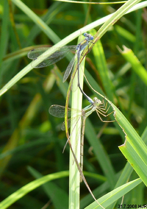 Lestes sponsa Mnnchen mit Lestes barbarus Weibchen