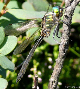 Somatochlora arctica male