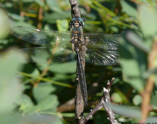 Somatochlora arctica male