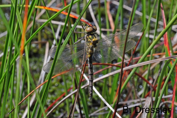 Female