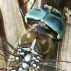 anax imperator