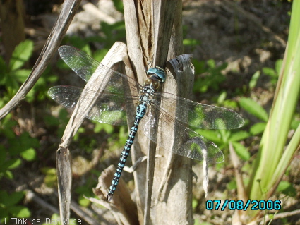 aeshna affinis