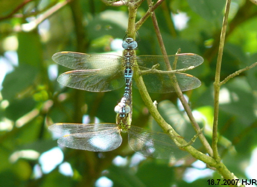 aeshna affinis