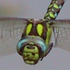 aeshna cyanea