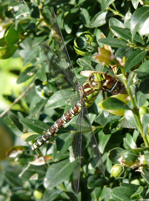 female