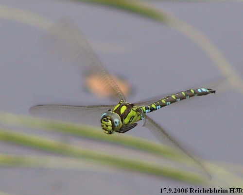 Aeshna cyanea Blaugrne Mosaikjungfer