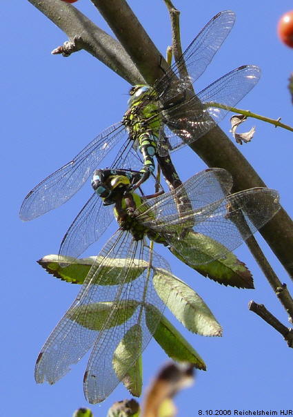 aeshna cyanea