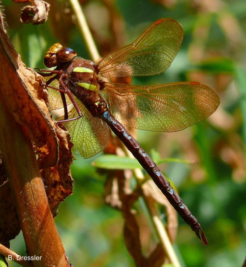 Aeshna grandis male