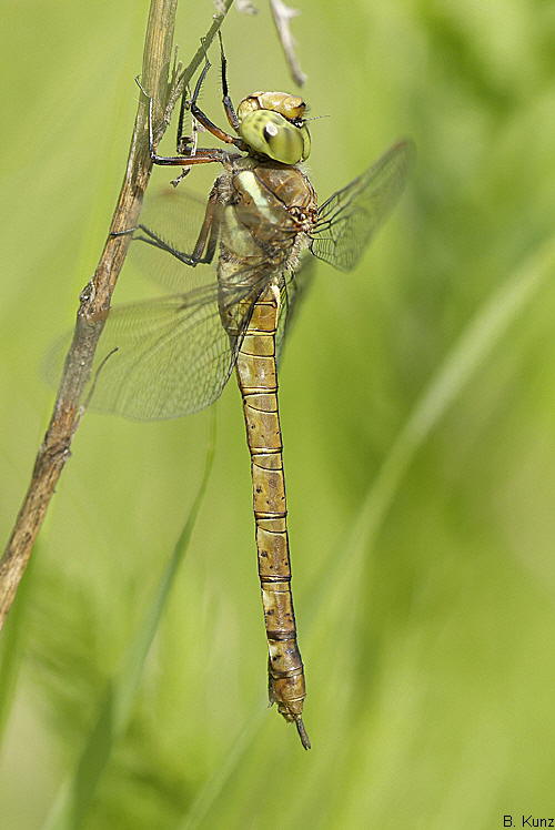 female