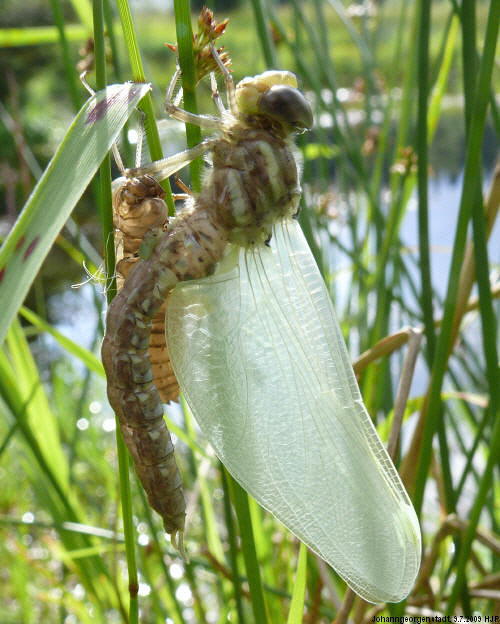 emerging male