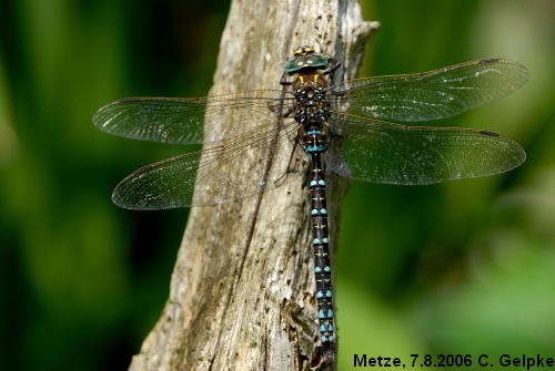 Male