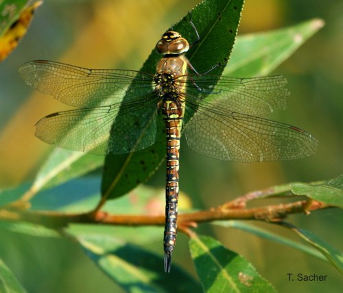 Aeshna mixta female