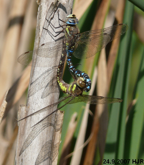 copula