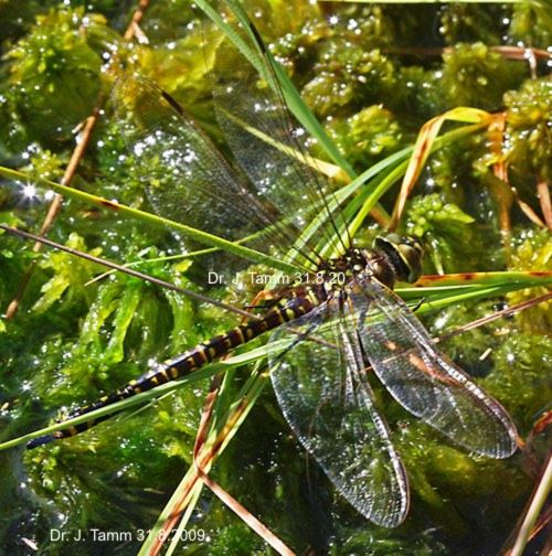 female