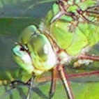 anax imperator