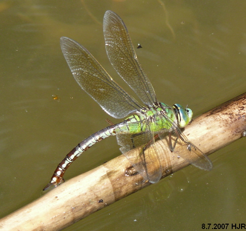  female