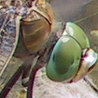 anax imperator