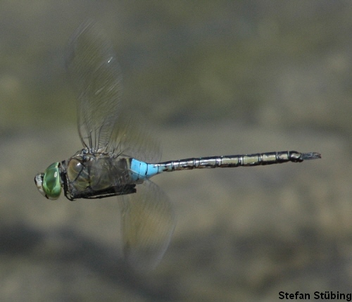 anax parthenope