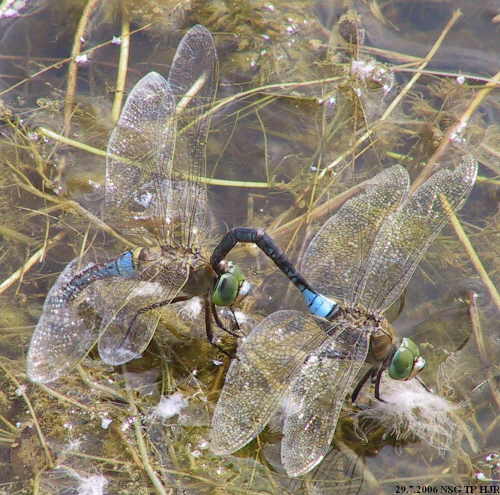 anax parthenope