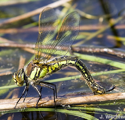 female