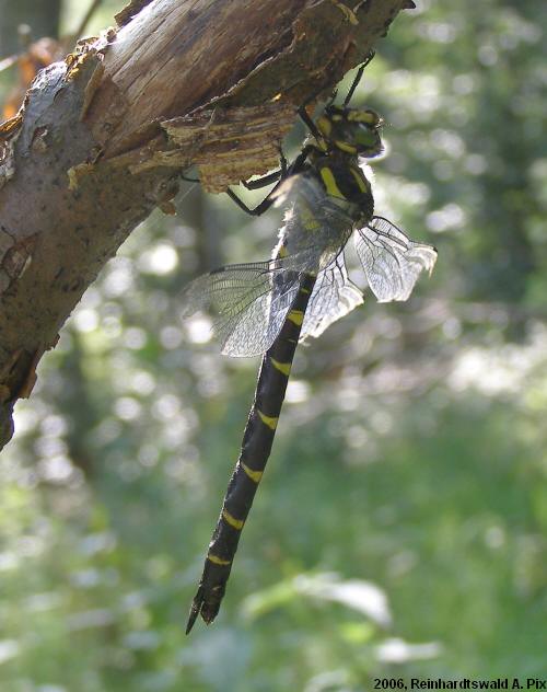 Female