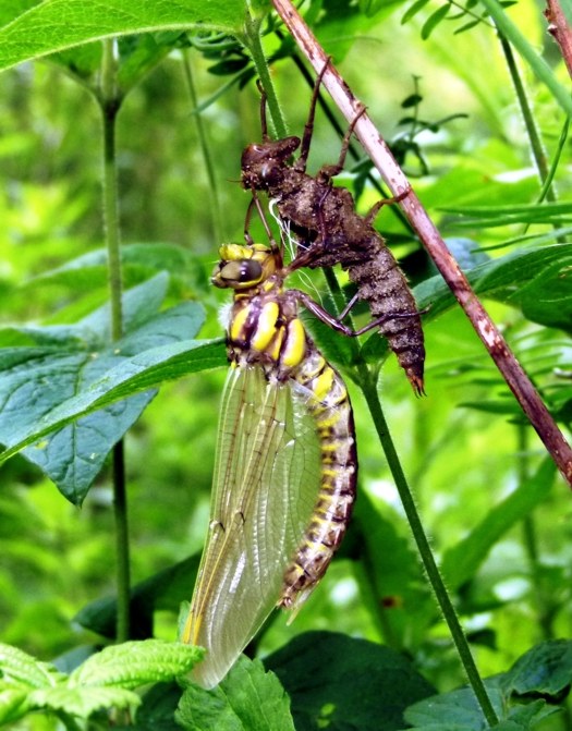 female emerging