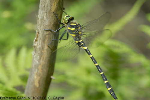 cordulegaster boltoni