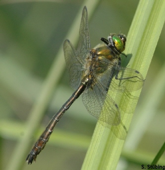 Cordulia aenea male