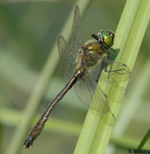 male