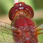 crocothemis erythraea