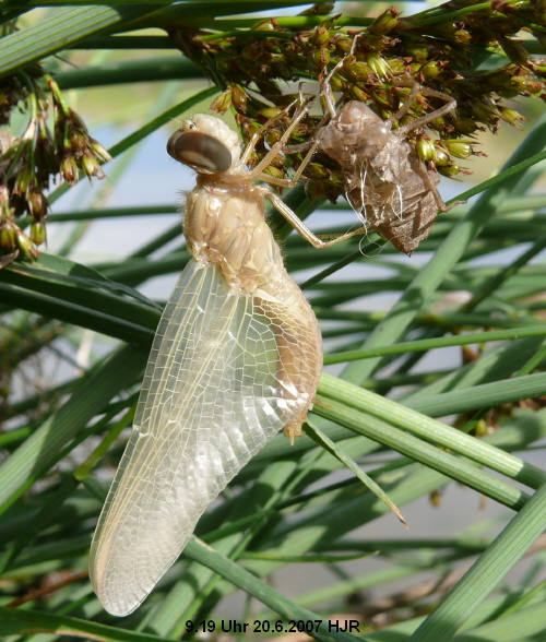 emerging female