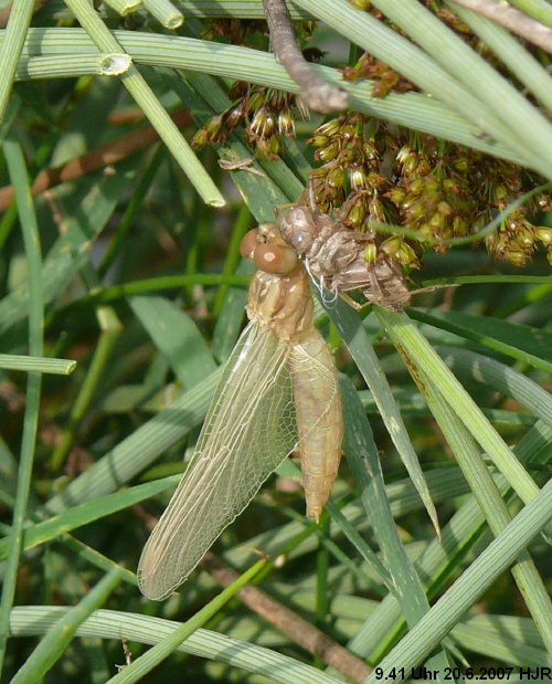 emerging female