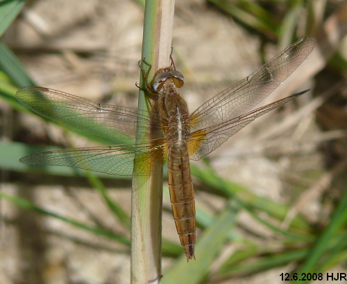 female