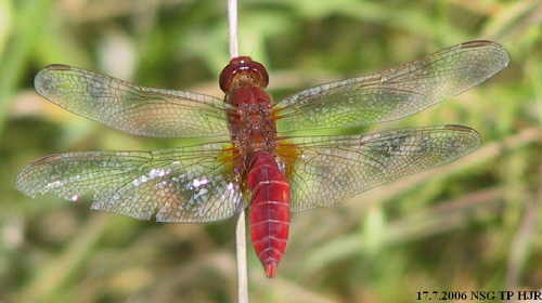 male