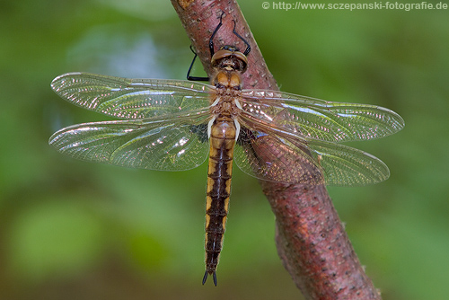 Female