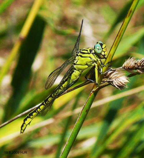 female