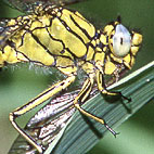 gomphus_pulchellus