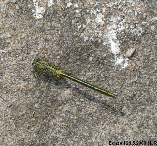 gomphus pulchellus