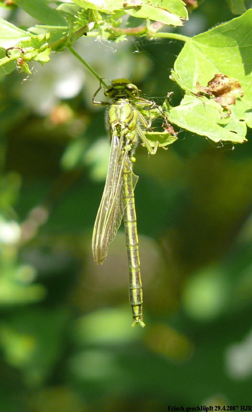 gomphus pulchellus