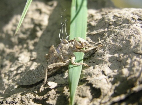 gomphus vulgatissimus