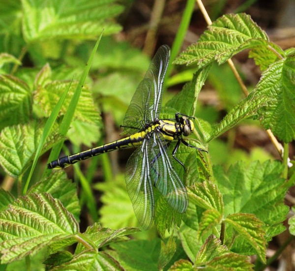 Gomphus vulgatissimus fresh female