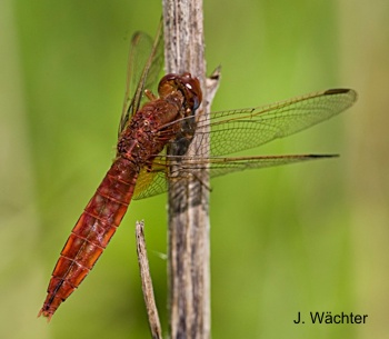 Crocothemis erythraea Feucherlibelle red female