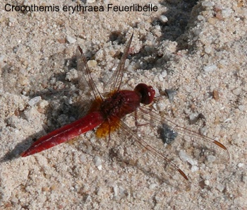 Crocothemis erythraea male