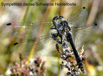 Sympetrum danae male